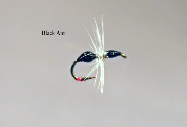 trockenfliege black ant